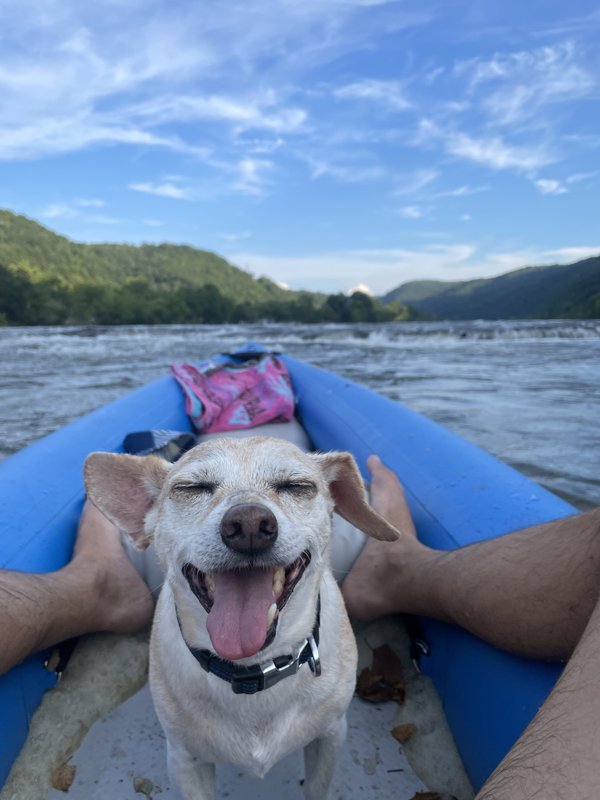 Buster at the waterfall